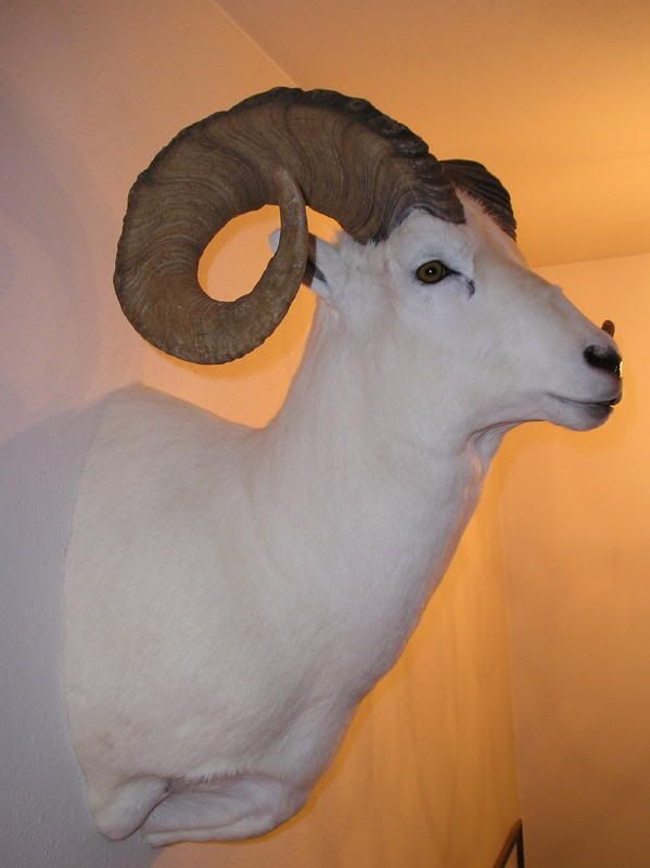 SheepMount1.jpg