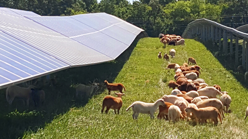 Sheep-Solar-Panels-800x450.jpg