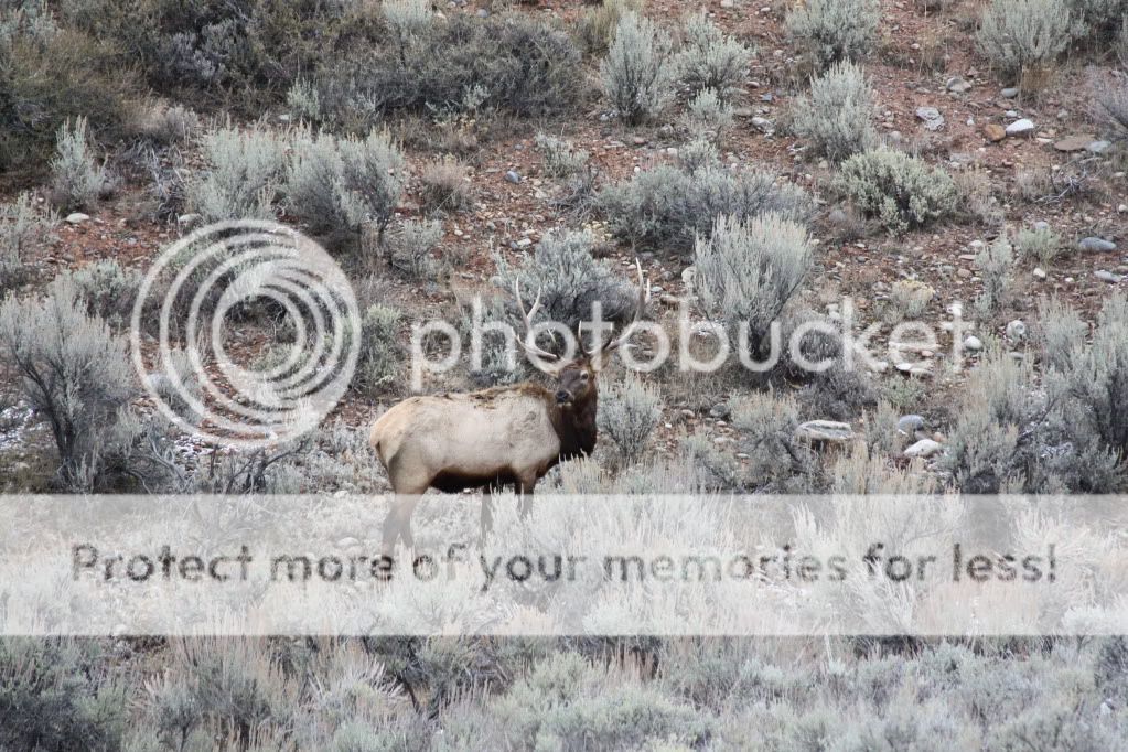 Elk004.jpg